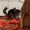 1 Year Old Male Chinchilla. $100.00 