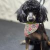 Male Akc Phantom Toy Poodle 