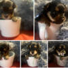 Yorkshire Terrier Puppies Ready For Homes