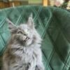 Pure breed Maine Coon Kitten with paperwork