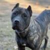 Female UKC registered Presa Canario