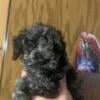 CKC miniature poodle puppies price reduced