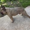 AKC French Bulldog Stud (Trigger Grandson)