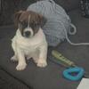 Jack Russell puppies for sale