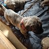 Khaleesi Large Breed Exotic Dog Perro De Presa Canario