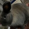 Female Lion lop bunny needs home