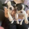 Frenchton Pups