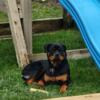 Rottweiler puppy 1 FEMALE 900$ ckc/akc