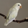 Hand fed lovebird male