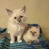 Ragdoll kittens 