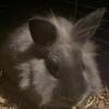 clover the sweet lionhead bunny