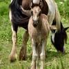 Gypsy Vanner Horses