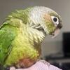 3 Baby green cheek conures 