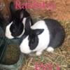 Dutch rabbits, black and blue ones