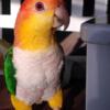 Caique (Clown Bird EXOTIC BIRD - Parrot- Colorful- Playful-