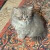 Beautiful CFA Registered male Silver Shaded Persian