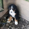 Burmese Mountain Dog puppies for sale