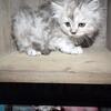 Silver Female kitten