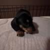 Miniature dachshund puppy