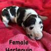 Great Dane Litter Born Jan 31