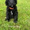 Aussiedoodle Puppies