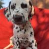 Dalmatian puppies for rehoming