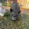 Female Potbelly Pigs