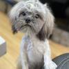 Shih Apso Male