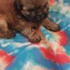 Shih tzu pups males and female