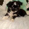 Quality applehead chihuahua puppies