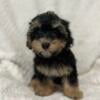 Maltipoo Fur Babies Homing