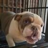 FEMALE ENGLISH BULLDOG 