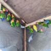 15 Breeding Pairs of Lovebirds