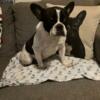 French Bulldog AKC neutered boy 10mos $799.99