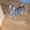 Shiba inu (pure bred) for sale