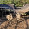 White and blonde emus
