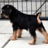 Brussel Griffon Black and Tan Male Rough coat