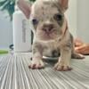 French Bulldog puppies