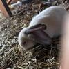Flemish giants for sale