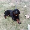 German Rottweiler with papers 9 mo old.