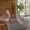 Ringneck Doves for sale