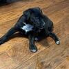 Doberman × Blue Heeler Mix Puppies