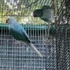 Indian Ringneck Opaline Cleartail Pair