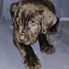 ICCF Registered Cane Corso female puppy for sale