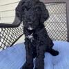 Goldendoodles f1bb