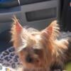 Yorkie male puppy ready now!