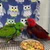 Young and tamed male and female Eclectus parrots available