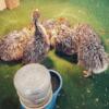 ostriches,emus and rhea chicks available for sale