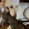 White German Shepard 1Yr NO PAPERS Will be Neutered