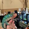 Gorgeous  Panther Chameleon-Juveniles, 4 months of age and up